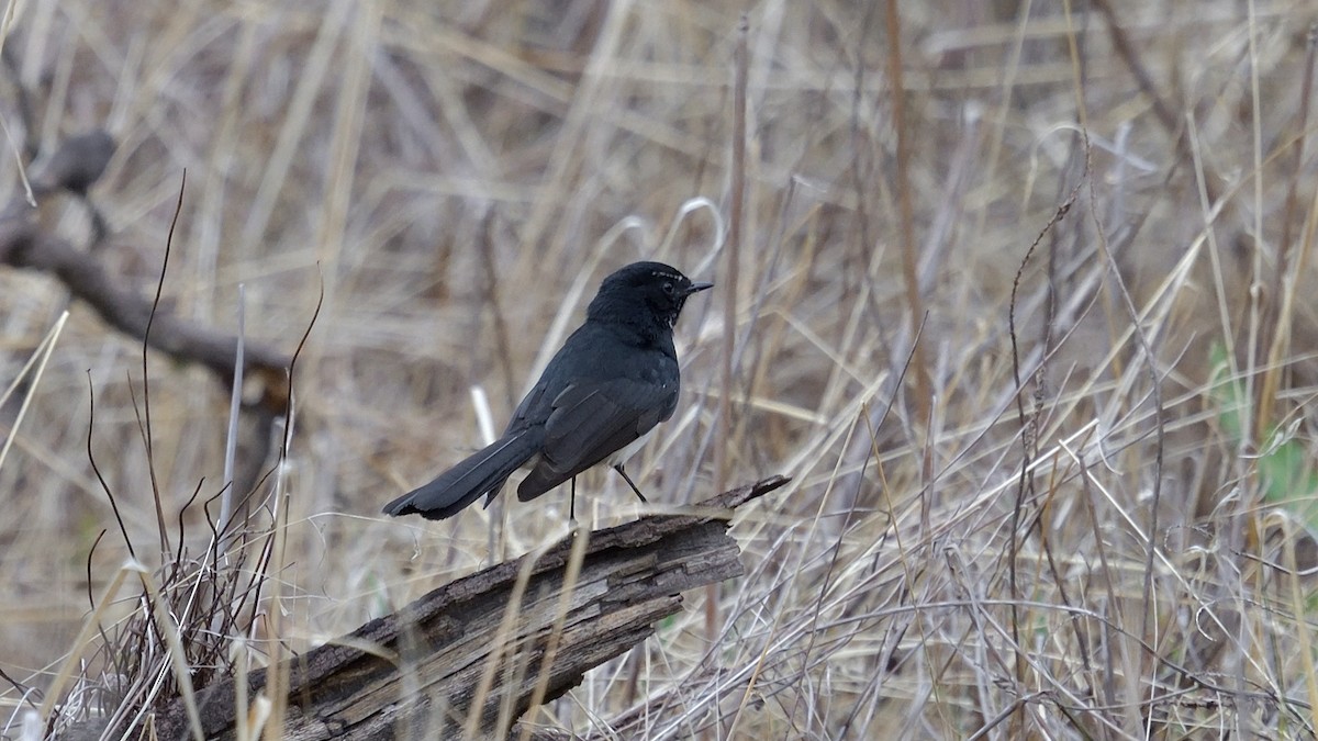 Willie-wagtail - ML620253254