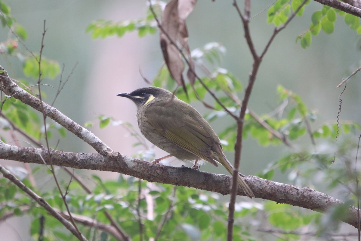 Lewin's Honeyeater - ML620253260