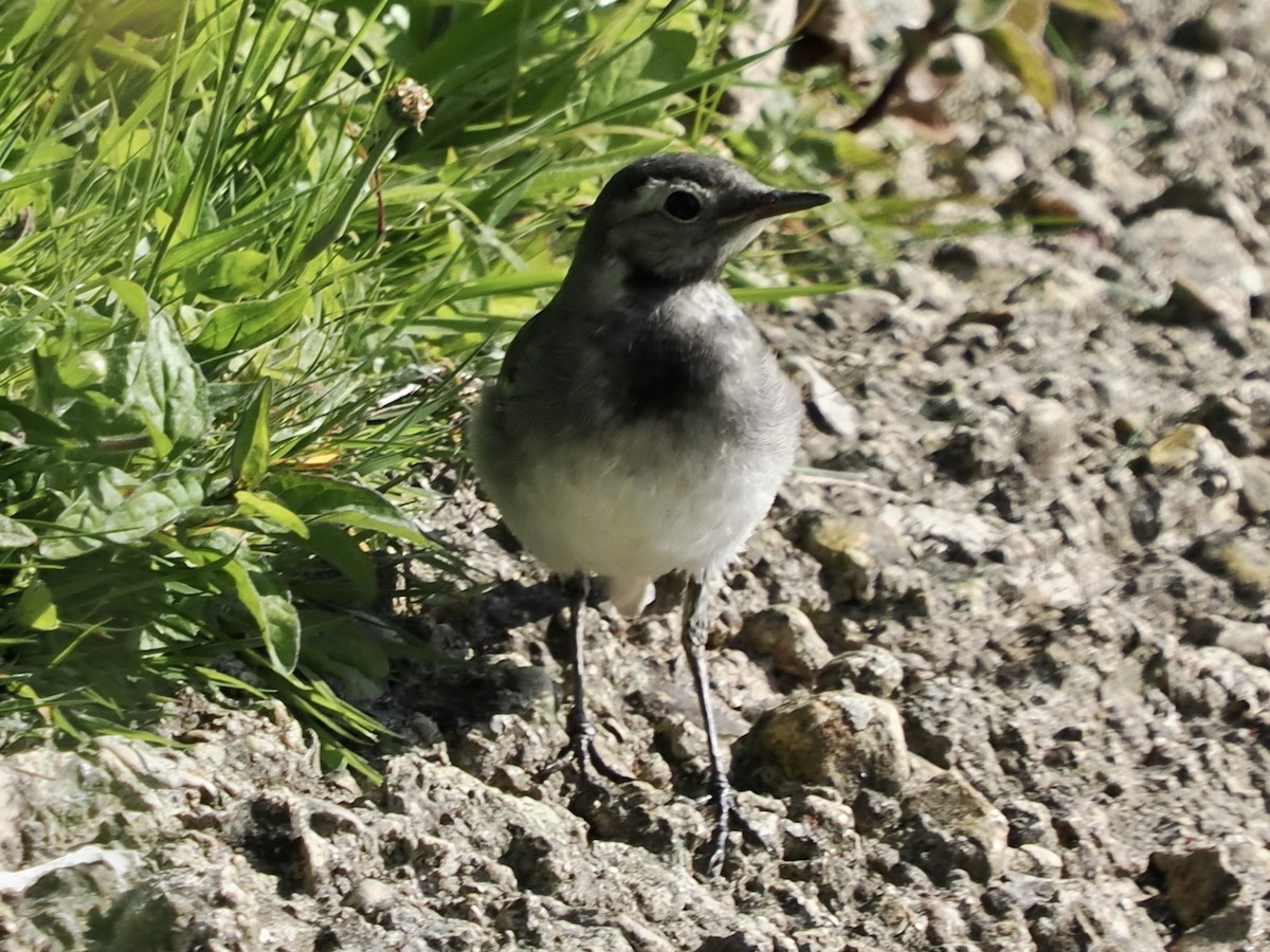 White Wagtail (British) - ML620253273