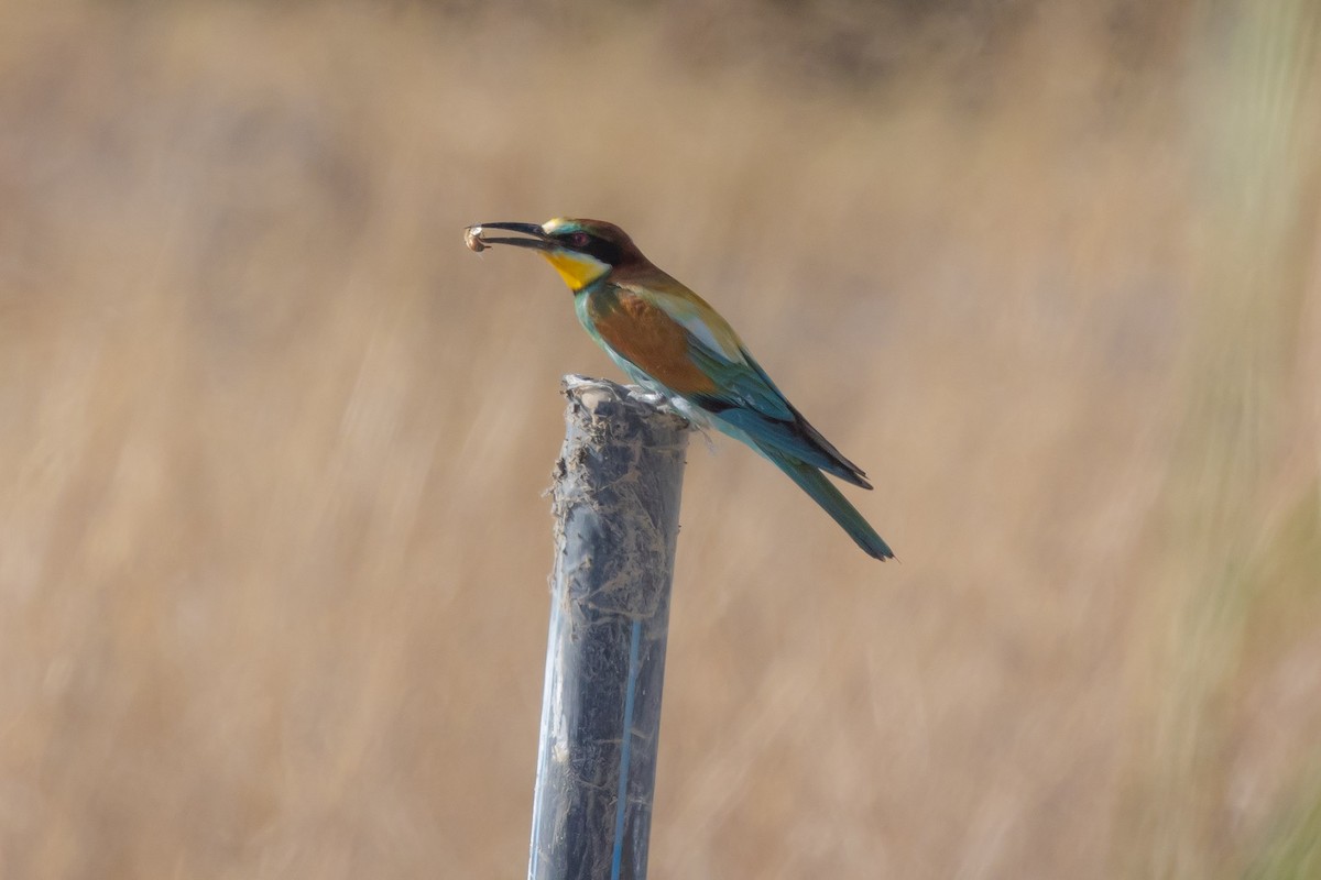 European Bee-eater - ML620253295