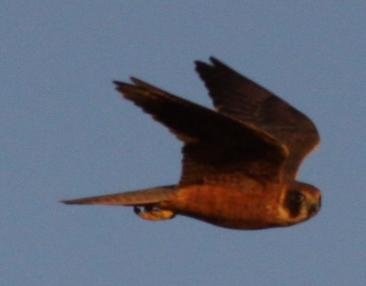 Australian Hobby - ML620253296