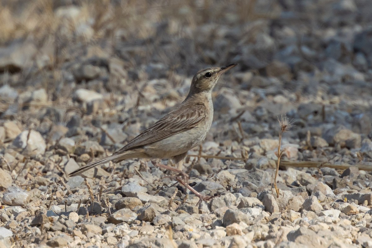 Long-billed Pipit - ML620253303