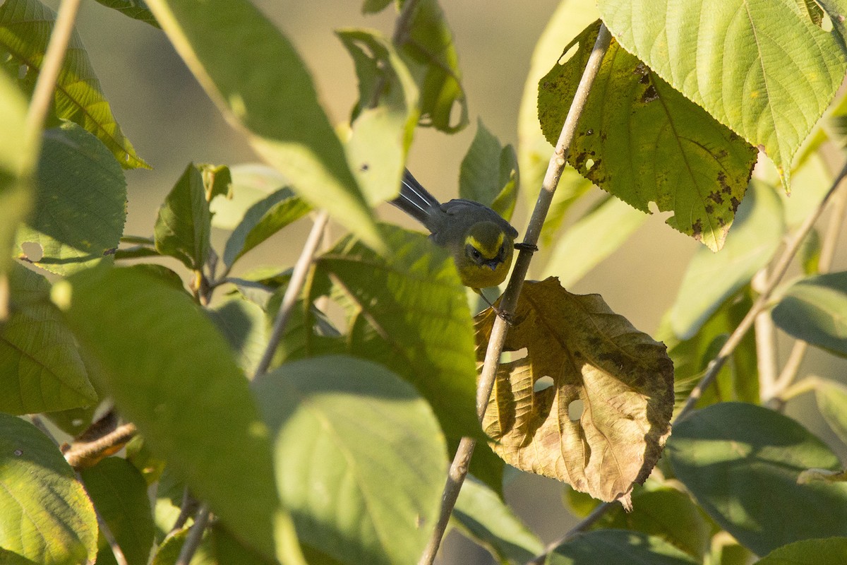 Yellow-bellied Fairy-Fantail - ML620253306