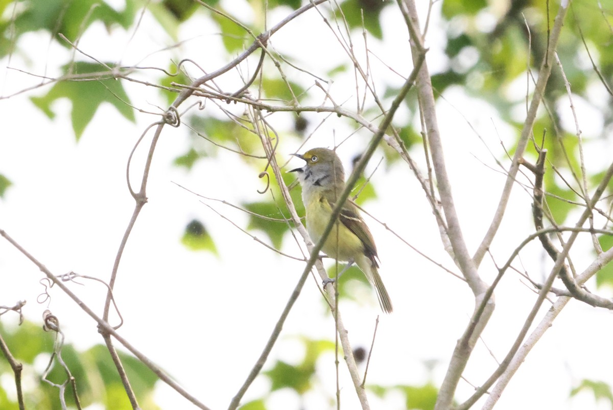 Vireo Ojiblanco - ML620253310