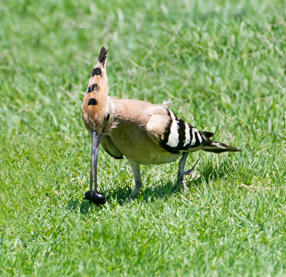 Eurasian Hoopoe - ML620253335