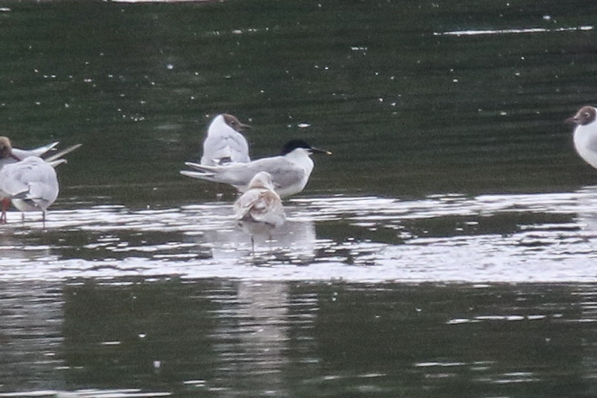 Sandwich Tern - ML620253338