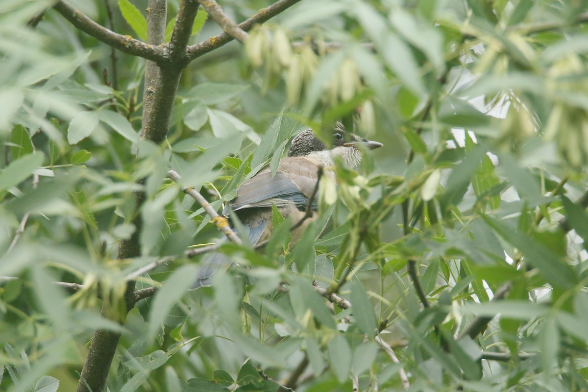 Iberian Magpie - ML620253339