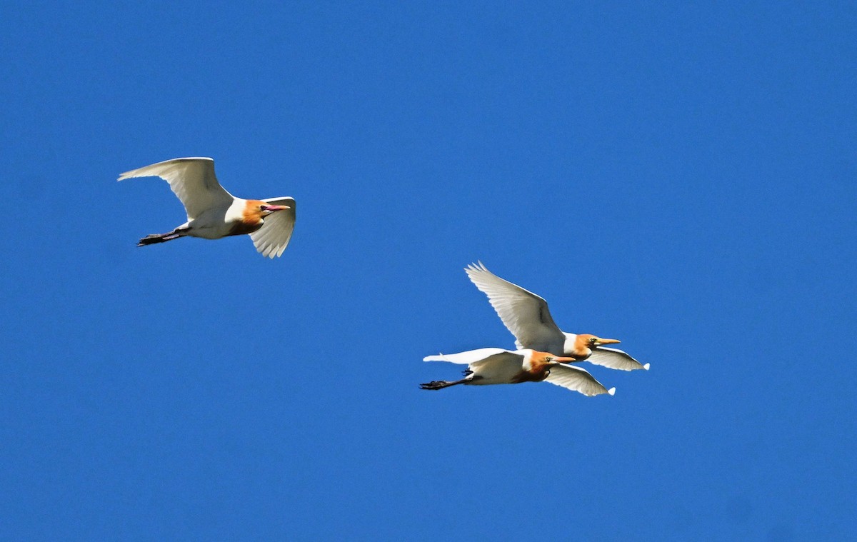 Eastern Cattle Egret - ML620253345