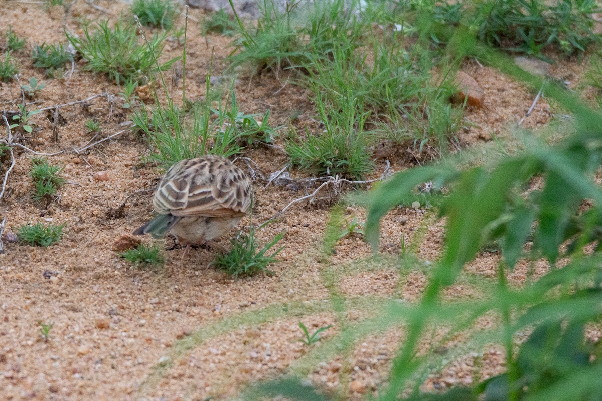 tanımsız Alaudidae sp. - ML620253358