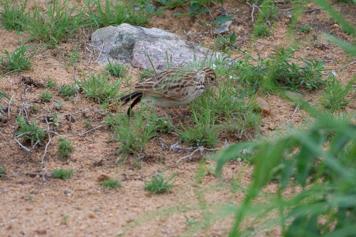 tanımsız Alaudidae sp. - ML620253359