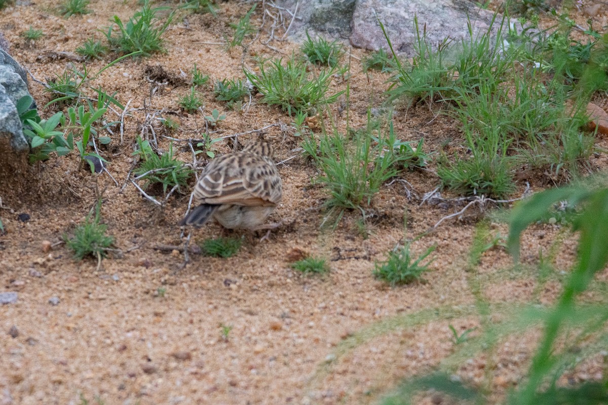 tanımsız Alaudidae sp. - ML620253360