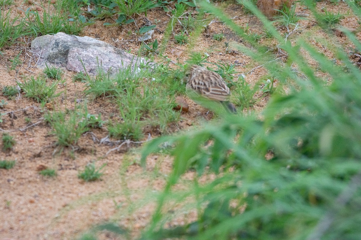 tanımsız Alaudidae sp. - ML620253363