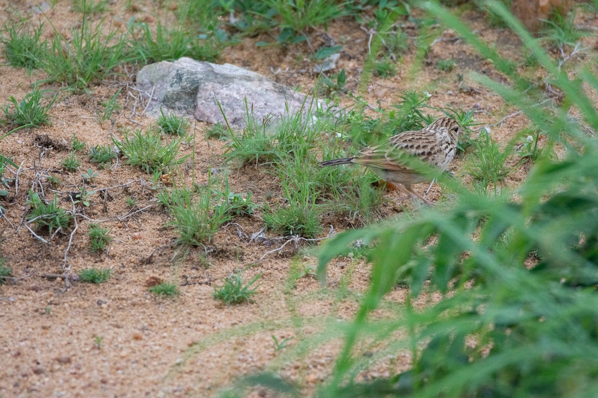 tanımsız Alaudidae sp. - ML620253366