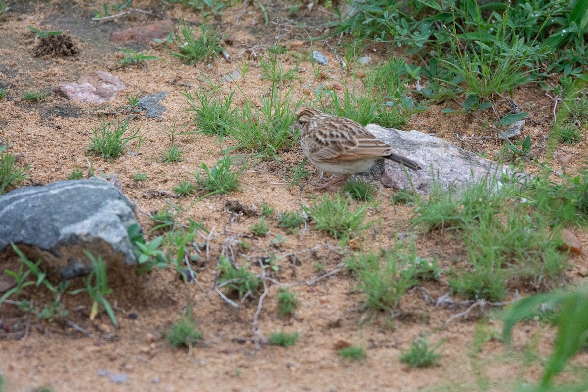 lark sp. - Thanu Shanavas