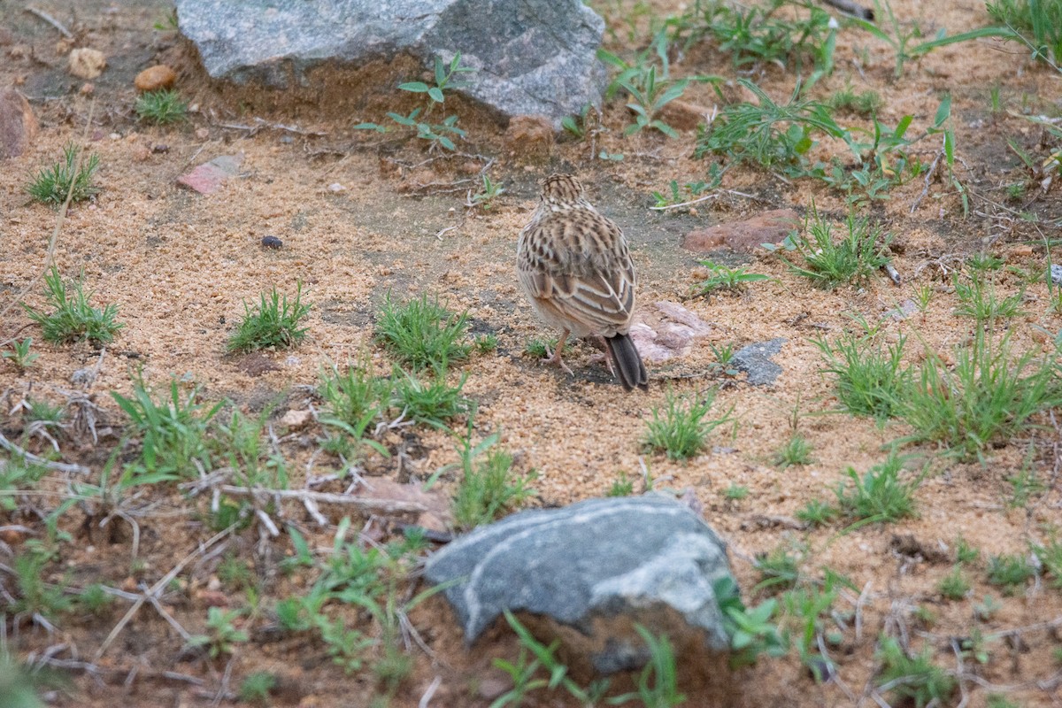 tanımsız Alaudidae sp. - ML620253371