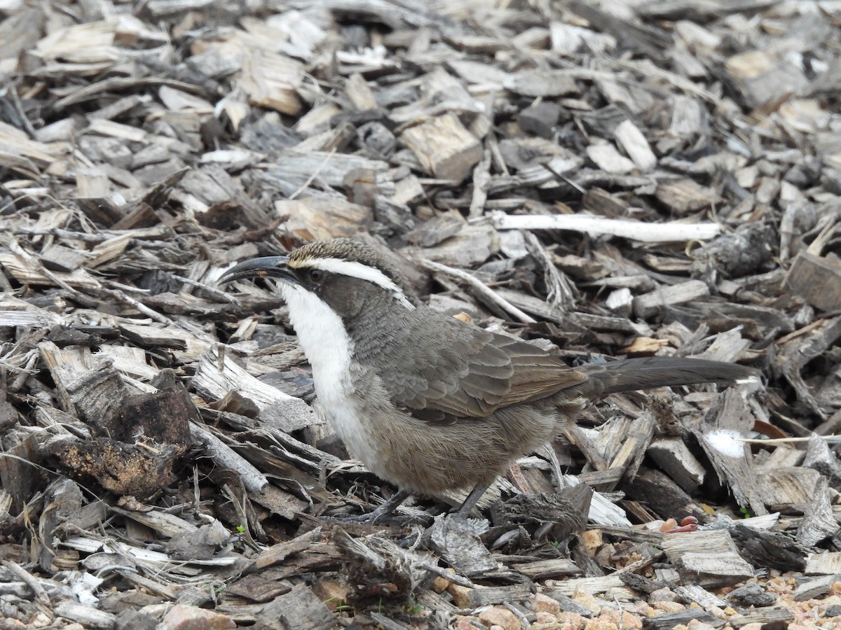 White-browed Babbler - Chanith Wijeratne