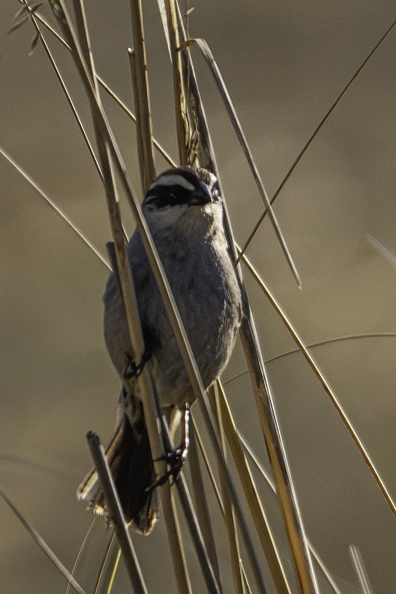 Striped Sparrow - ML620253378