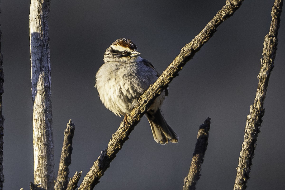 Striped Sparrow - ML620253384
