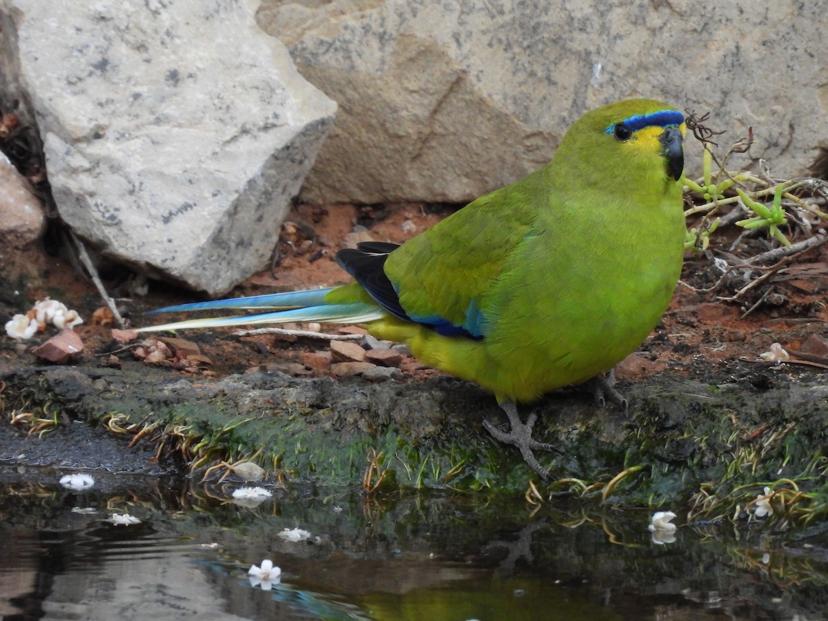 Elegant Parrot - Chanith Wijeratne