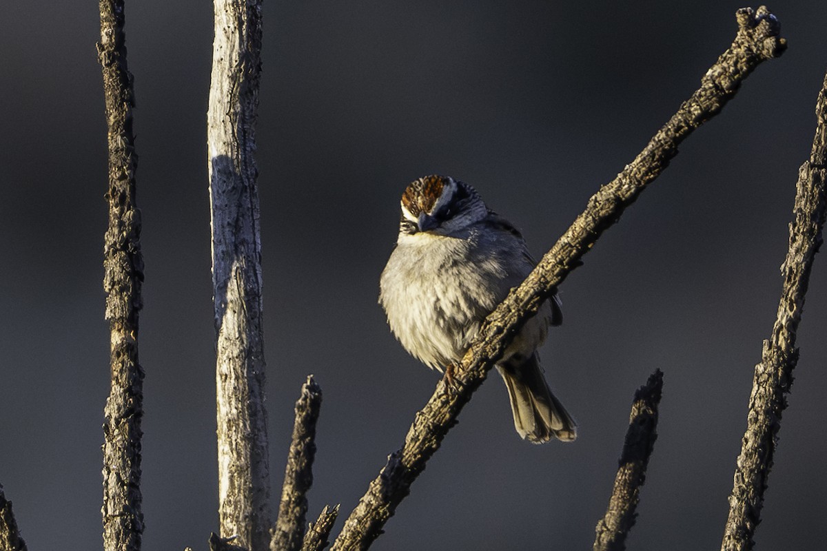 Striped Sparrow - ML620253386