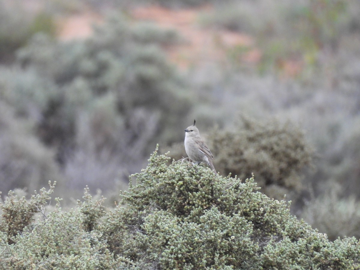 Chirruping Wedgebill - ML620253391