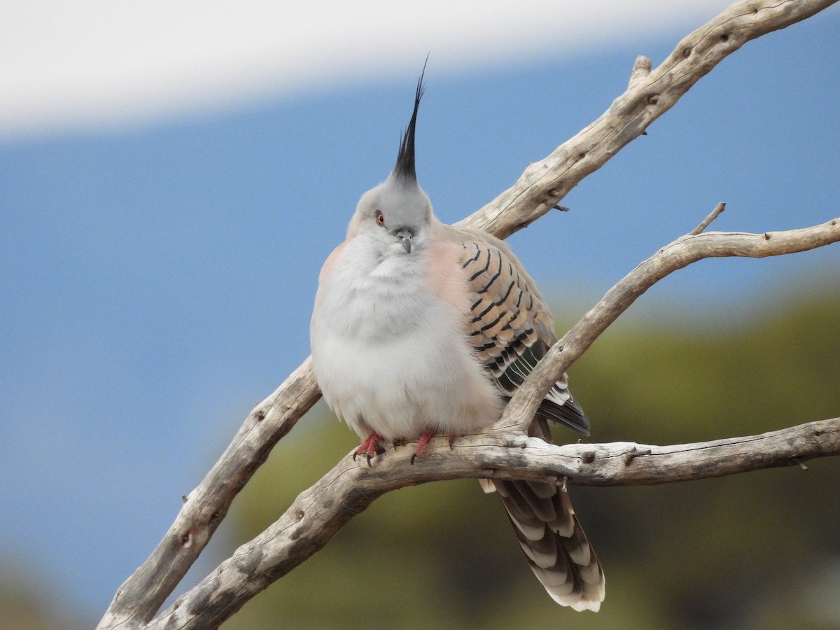 Crested Pigeon - ML620253392