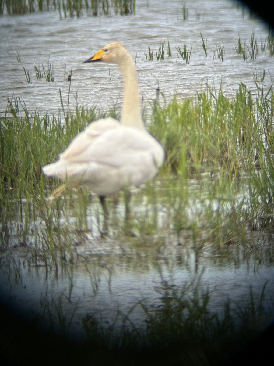 Whooper Swan - ML620253394