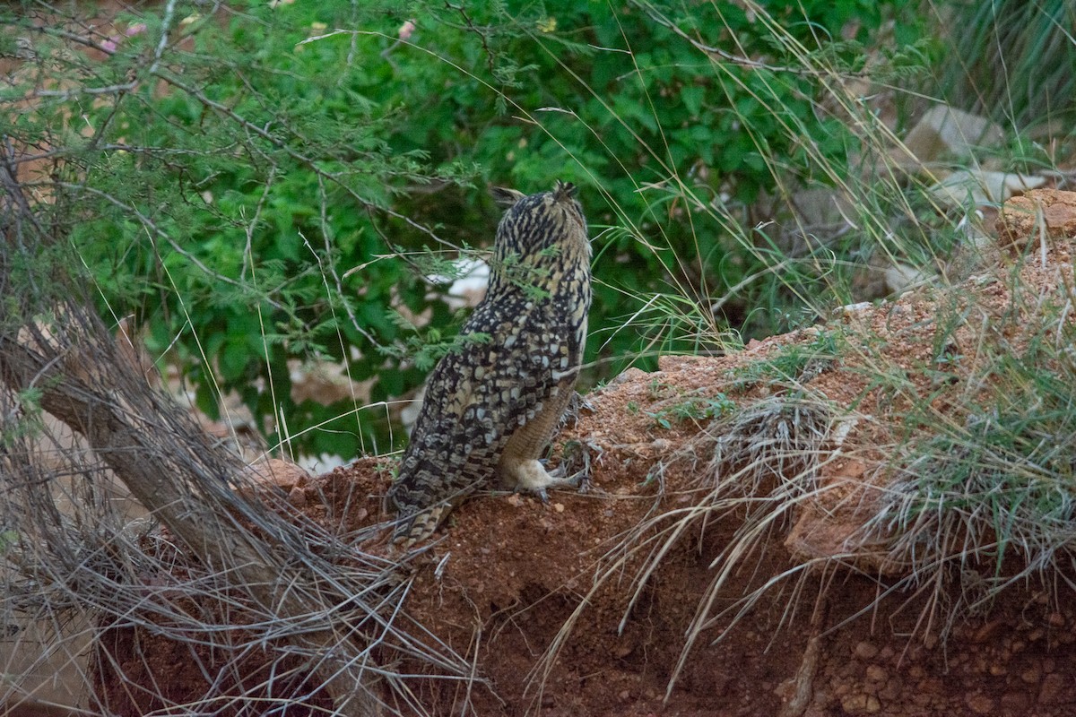 Rock Eagle-Owl - ML620253397