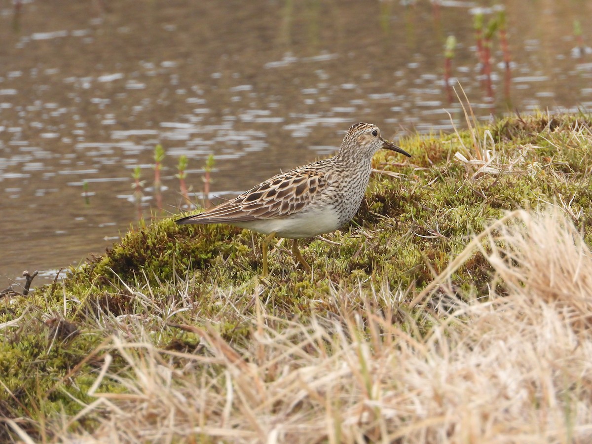 Pectoral Sandpiper - ML620253407