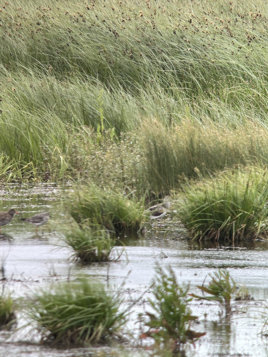 Lesser Yellowlegs - ML620253410