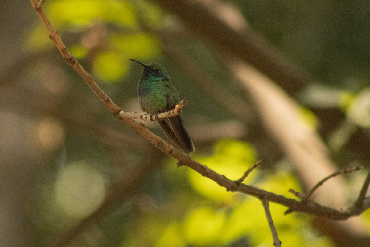 kolibřík zelený - ML620253411