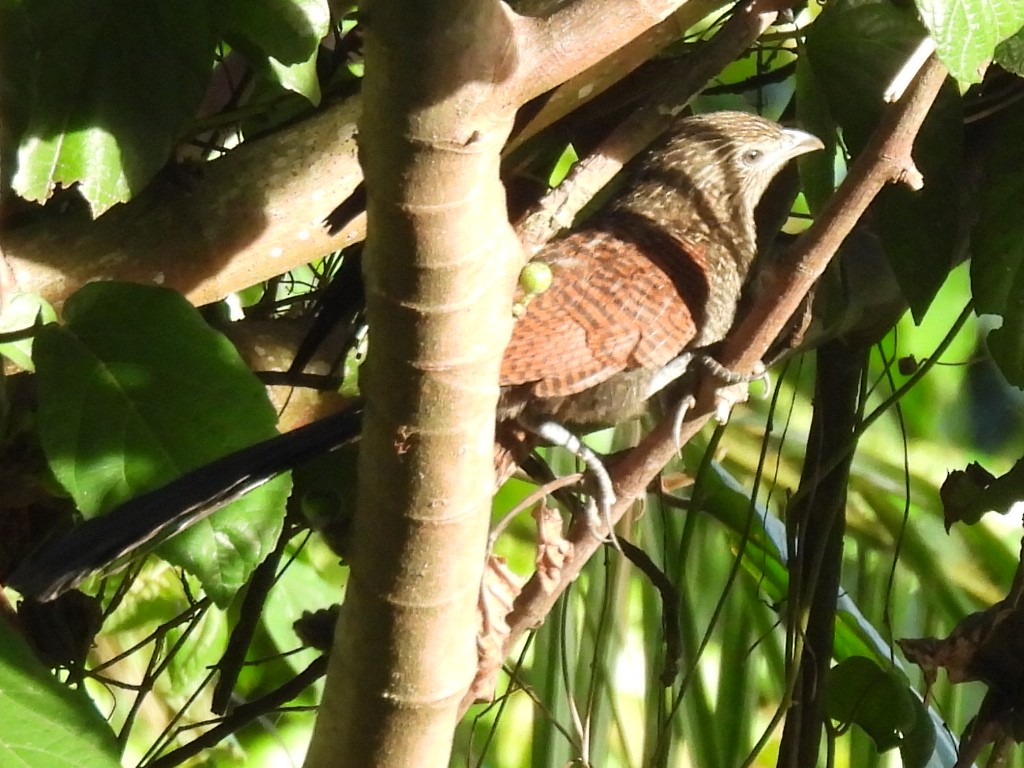 Philippine Coucal - ML620253413