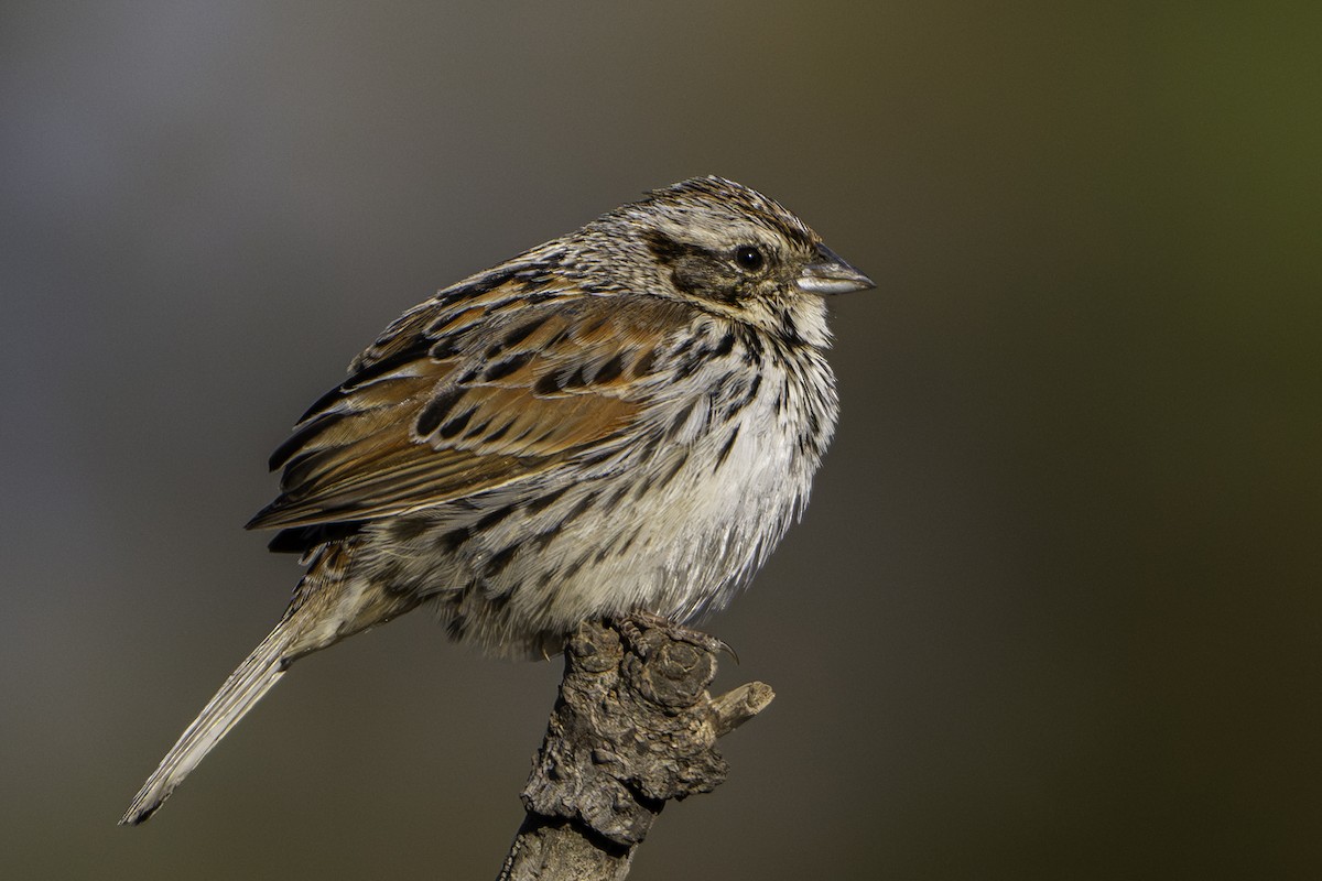 Sierra Madre Sparrow - ML620253418