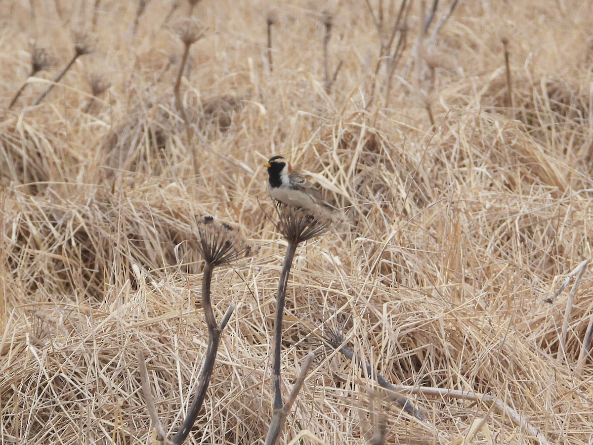 Lapland Longspur - ML620253419