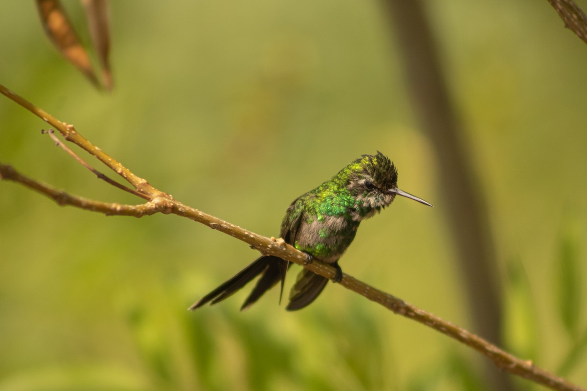 Golden-crowned Emerald - ML620253420