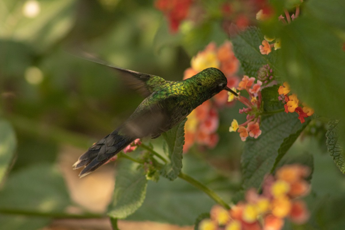 Golden-crowned Emerald - ML620253421