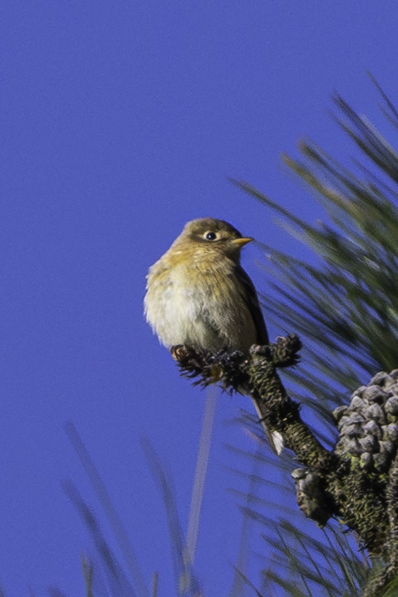 Buff-breasted Flycatcher - ML620253427