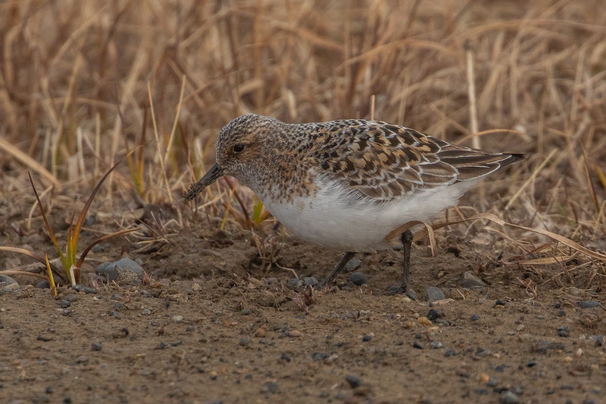 Bécasseau sanderling - ML620253432