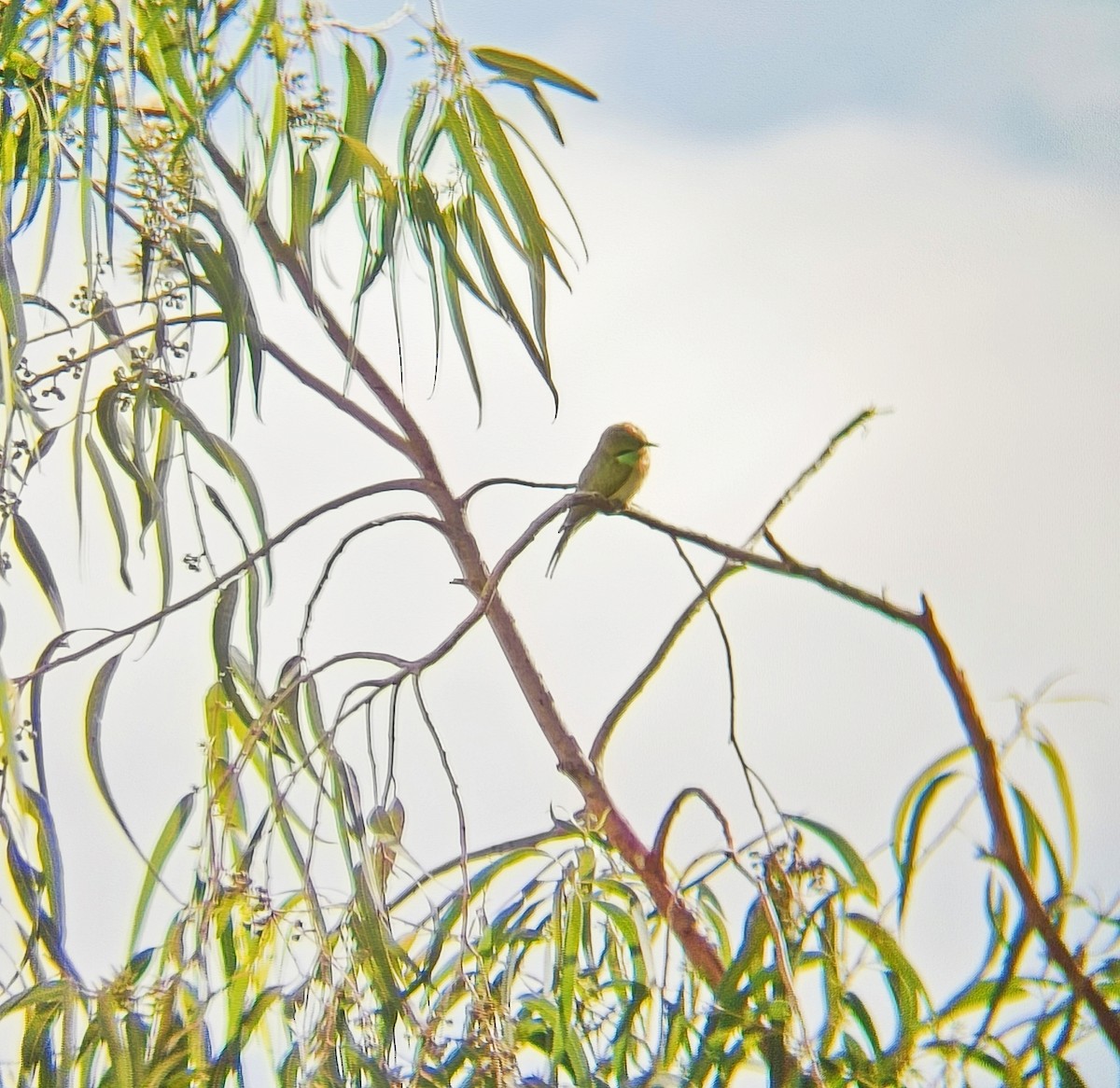 Asian Green Bee-eater - ML620253439