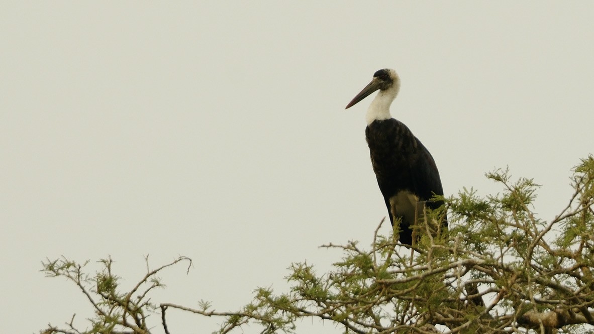 African Woolly-necked Stork - ML620253443
