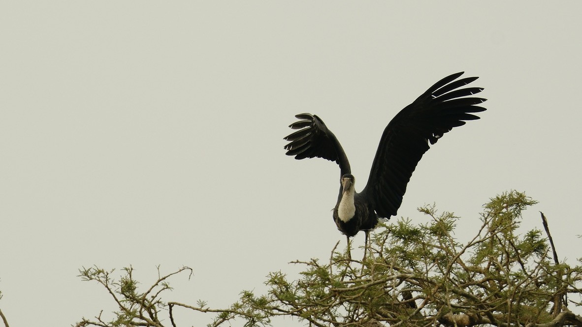 African Woolly-necked Stork - ML620253444