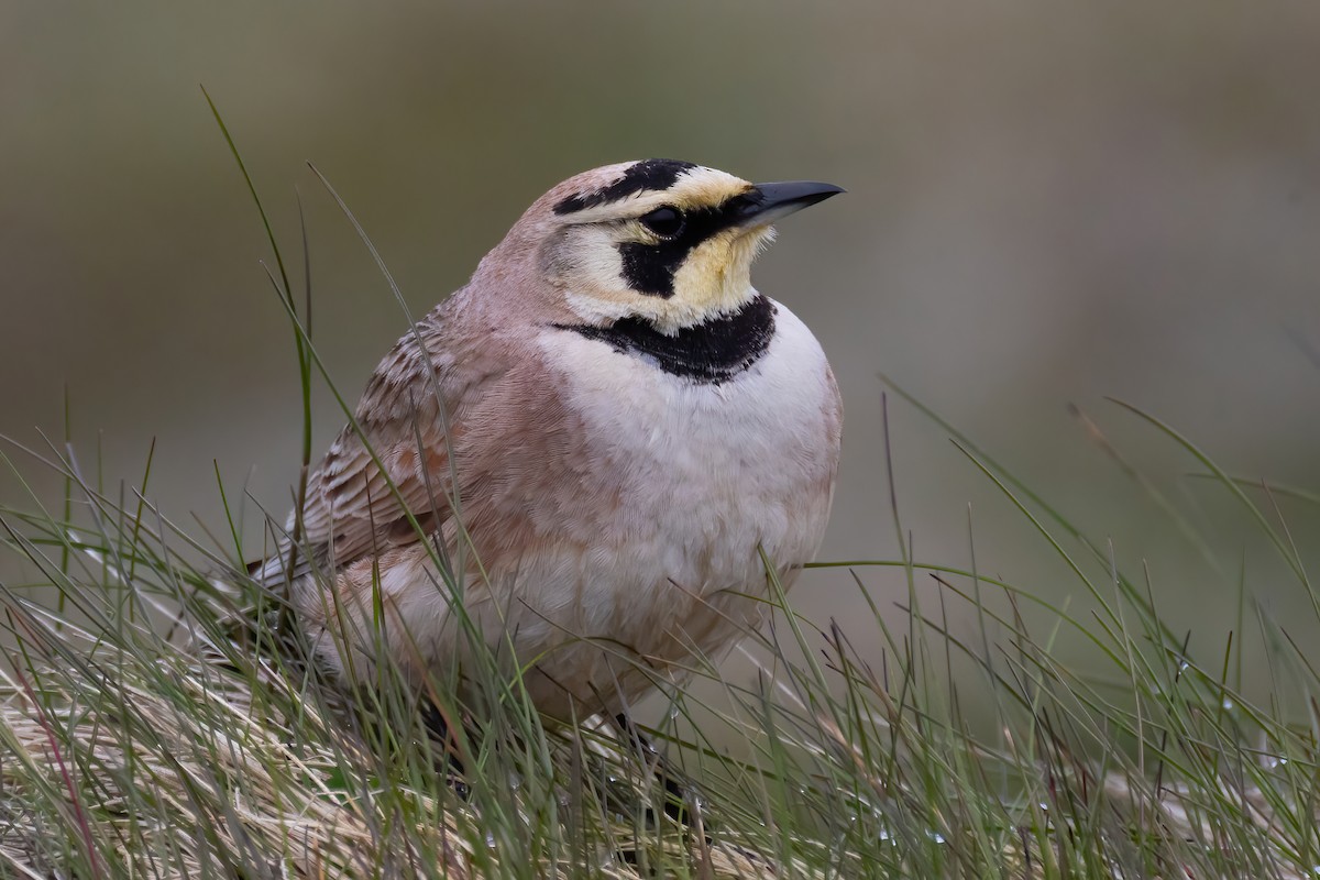 Horned Lark - ML620253446