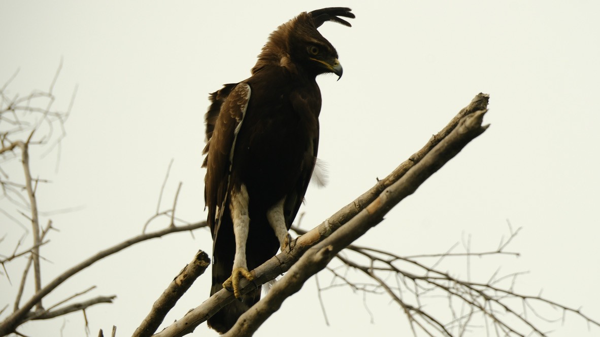 Long-crested Eagle - ML620253472