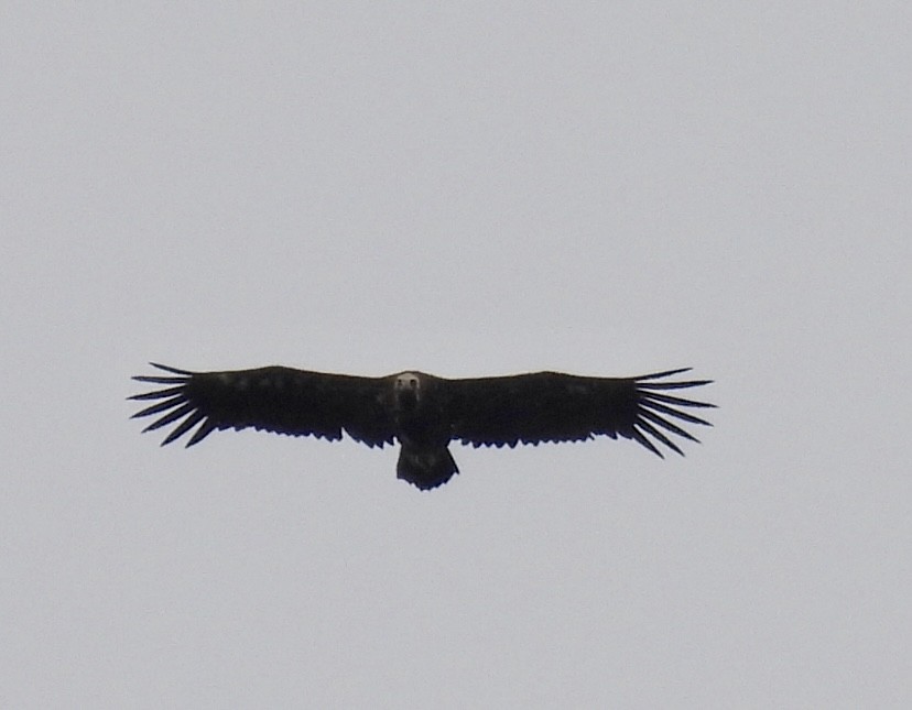 Cinereous Vulture - Anonymous