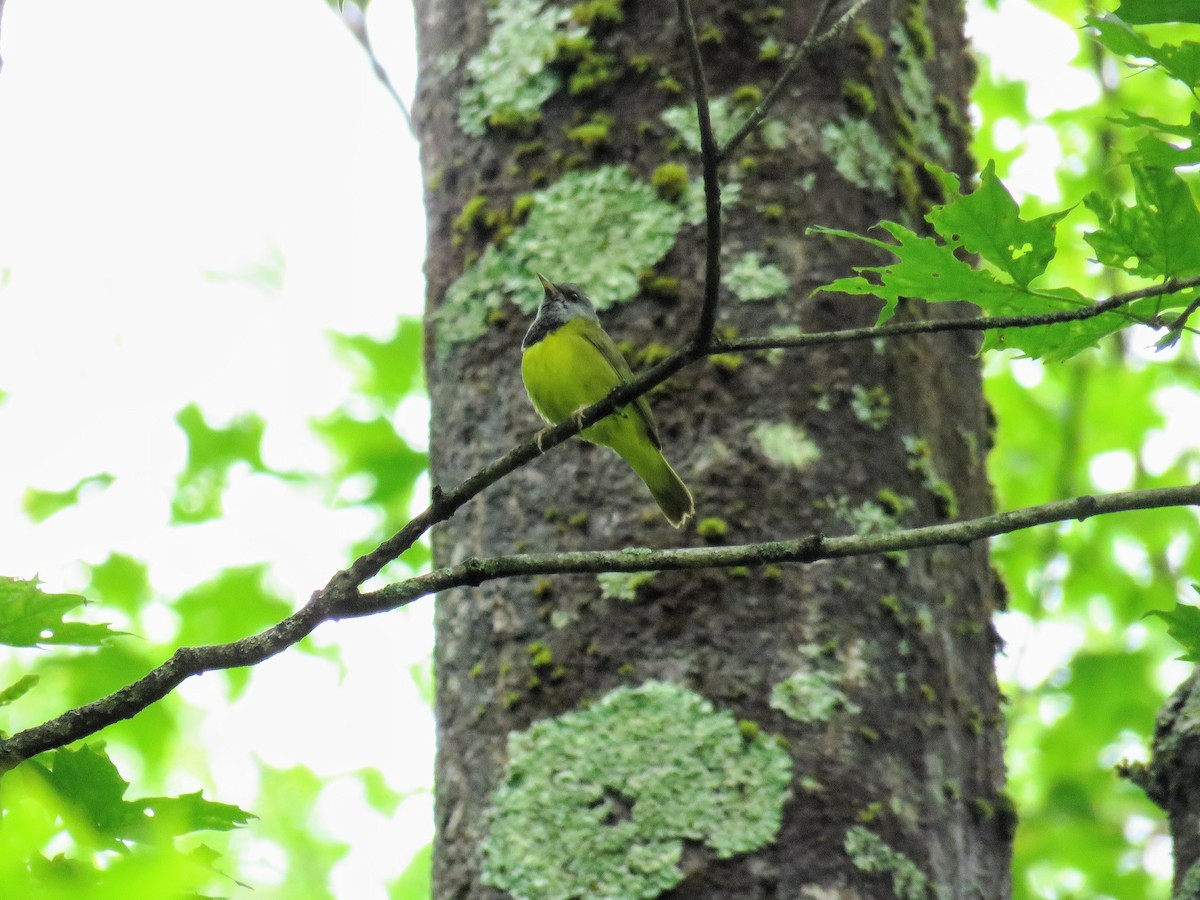 Mourning Warbler - ML620253480