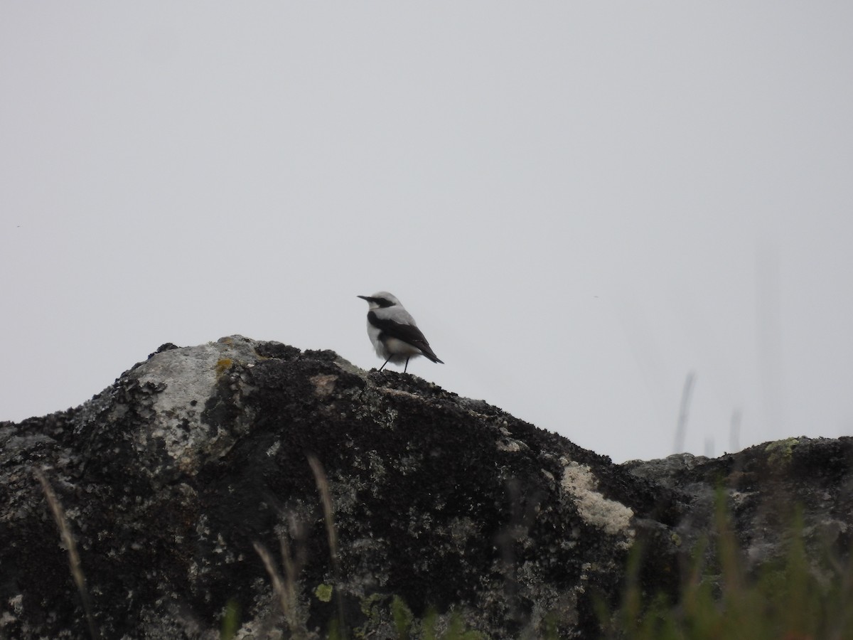 Northern Wheatear - ML620253482