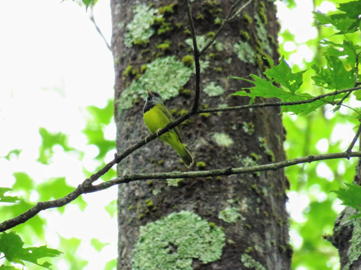 Mourning Warbler - ML620253484