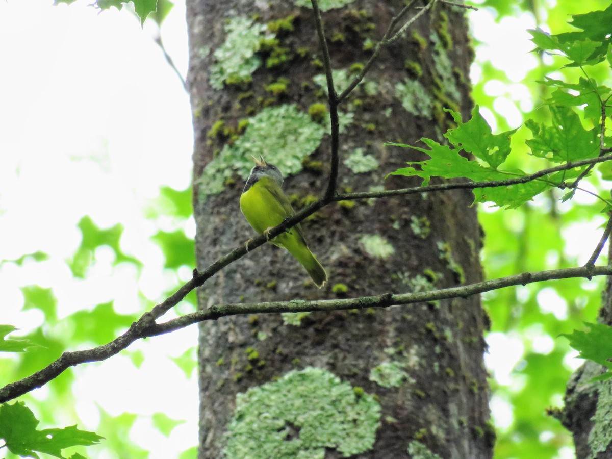 Mourning Warbler - ML620253487