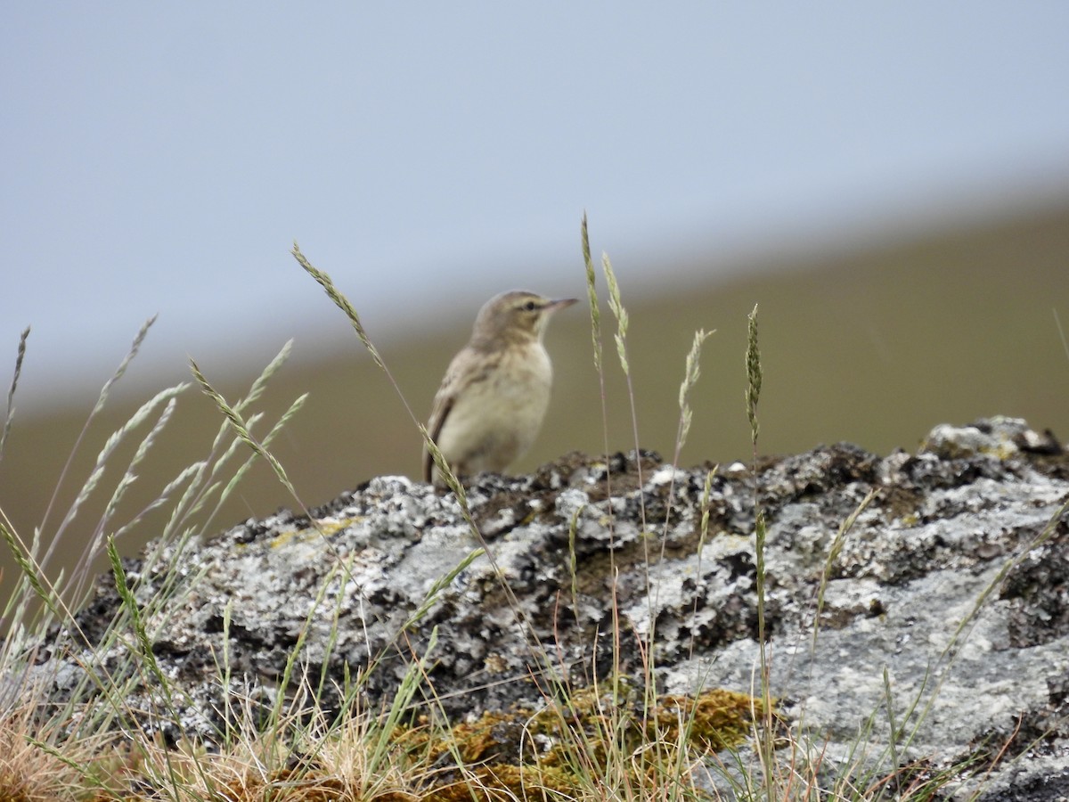 Tawny Pipit - ML620253489