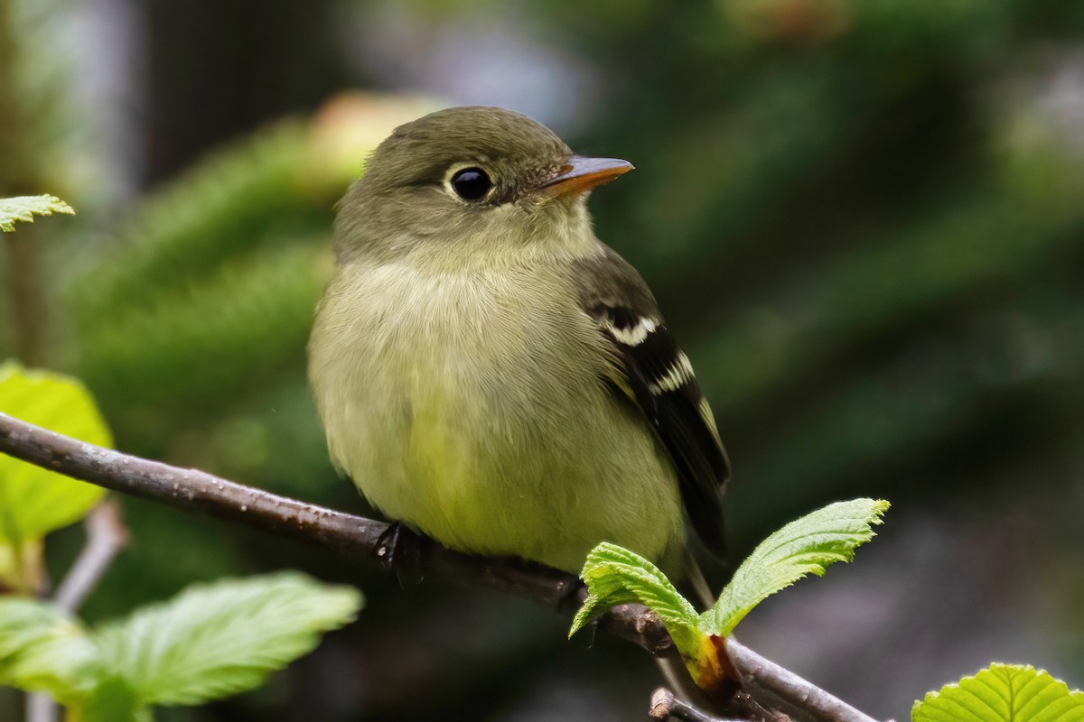 Yellow-bellied Flycatcher - ML620253494